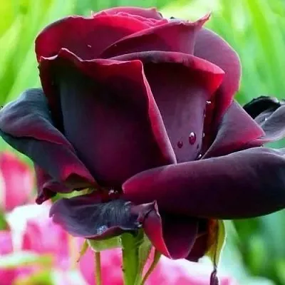 Саженцы роз ЧЕРНЫЙ ПРИНЦ чайно-гибридная в Сочи