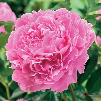 Пион МИСС ЭКХАРТ травянистый  Пион МИСС ЭКХАРТ травянистый в Сочи