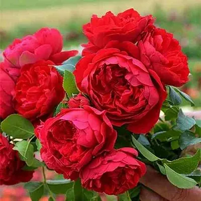 Саженцы роз ФЛОРЕНТИНА плетистая  Саженцы роз ФЛОРЕНТИНА плетистая в Сочи