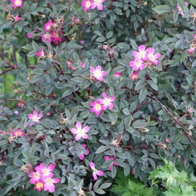 Саженцы роз сизая — описание сорта Саженцы роз сизая в Сочи