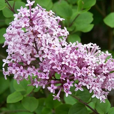 Сирень ПАЛИБИН   Сирень ПАЛИБИН  в Сочи