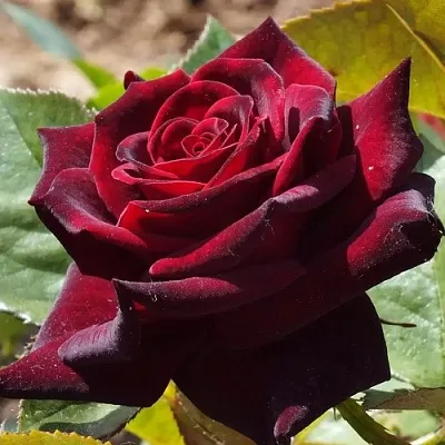 Саженцы роз БЛЭК БАККАРА чайно-гибридная в Сочи