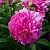 Пион ФЕЛИКС КРАУССЕ травянистый в Сочи