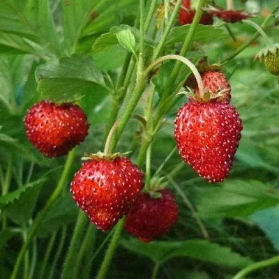 Земляника АЛЬПИЙСКАЯ в Сочи