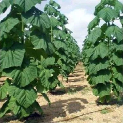 Павлония ПАО ТОГН Z07 в Сочи