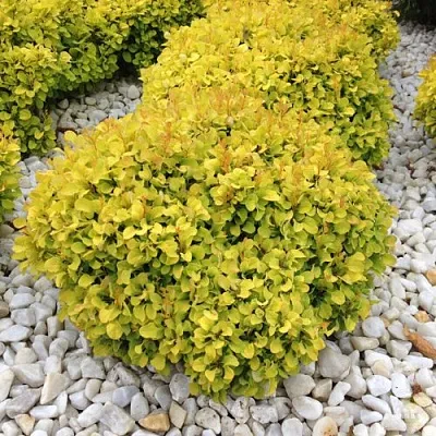 Барбарис БОНАНЗА ГОЛД тунберга  Барбарис БОНАНЗА ГОЛД тунберга в Сочи