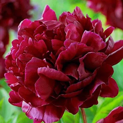 Пион АРМАНИ травянистый  Пион АРМАНИ травянистый в Сочи