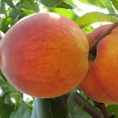 Персик СОЧНЫЙ — описание сорта Персик СОЧНЫЙ в Сочи