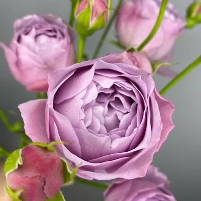 Саженцы роз ЛАВЕНДЕР БАБЛС спрей  Саженцы роз ЛАВЕНДЕР БАБЛС спрей в Сочи