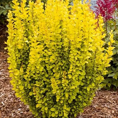 Барбарис ГОЛДЕН ТОРЧ тунберга  Барбарис ГОЛДЕН ТОРЧ тунберга в Сочи