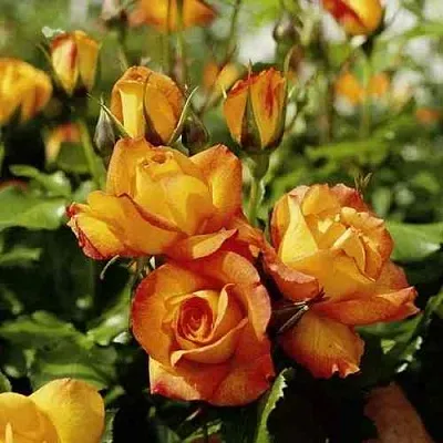 Саженцы роз САХАРА плетистая  Саженцы роз САХАРА плетистая в Сочи