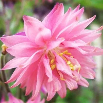 Аквилегия БАРЛОУ ПИНК гибрид МакКаны — описание сорта Аквилегия БАРЛОУ ПИНК гибрид МакКаны в Сочи