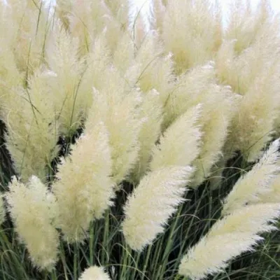 Кортадерия белая (пампасная трава) в Сочи