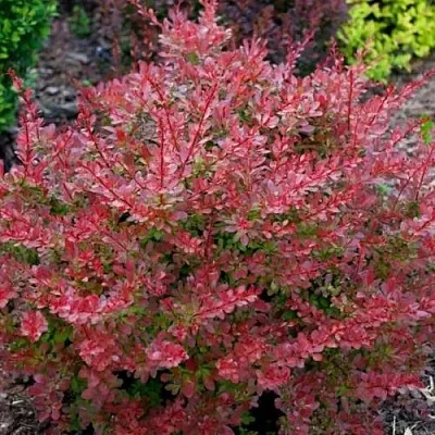 Барбарис ГОЛДЕН РИНГ тунберга  Барбарис ГОЛДЕН РИНГ тунберга в Сочи