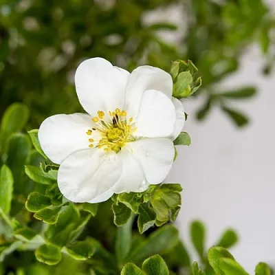 Лапчатка СНОУБЕРД кустарниковая в Сочи