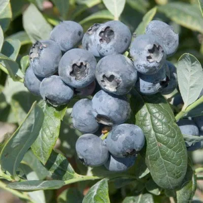 Голубика БРИГИТТА — описание сорта Голубика БРИГИТТА в Сочи