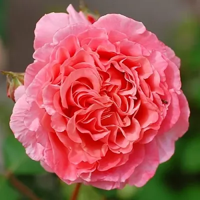 Саженцы роз ЛОРАН КАБРОЛЬ шраб  Саженцы роз ЛОРАН КАБРОЛЬ шраб в Сочи