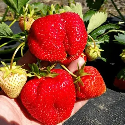 Клубника АПРИКА в Сочи