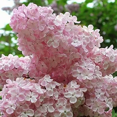 Сирень ВЕЧЕРНИЙ ЗВОН  Сирень ВЕЧЕРНИЙ ЗВОН в Сочи