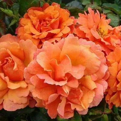 Саженцы роз БРИДЖ ОФ САЙЗ плетистая  Саженцы роз БРИДЖ ОФ САЙЗ плетистая в Сочи