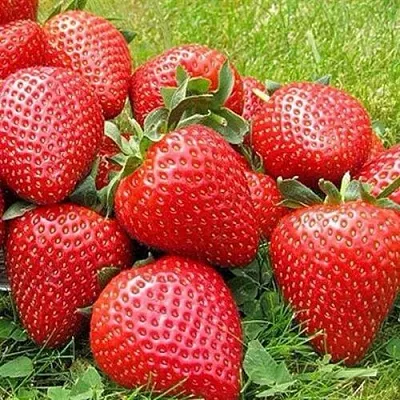 Клубника ЭЛИАНЕ в Сочи