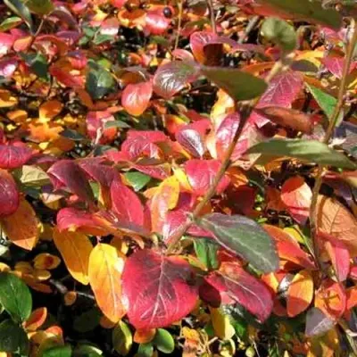 Кизильник блестящий в Сочи