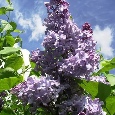 Сирень КРЫЛЬЯ НАДЕЖДЫ  Сирень КРЫЛЬЯ НАДЕЖДЫ в Сочи