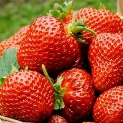 Клубника ФЛОРЕНС в Сочи