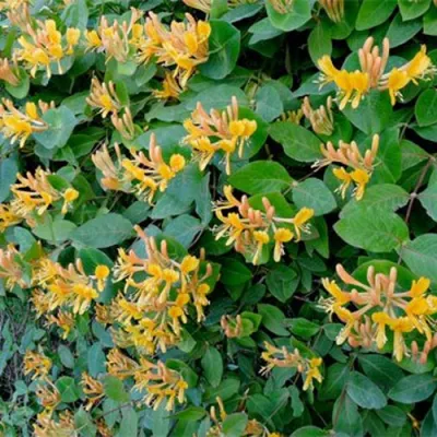 Жимолость ТЕЛЬМАНА в Сочи