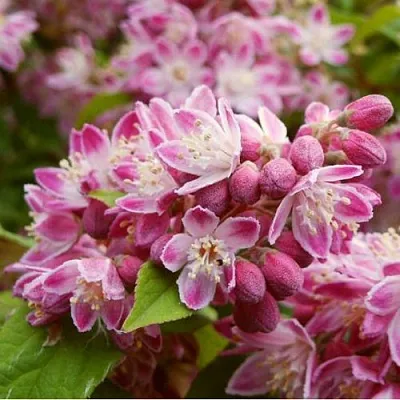 Дейция СТРОБЕРРИ ФИЛДС  в Сочи