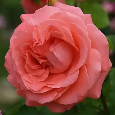 Саженцы роз ДИДИ БРИДЖУОТЕР плетистая  Саженцы роз ДИДИ БРИДЖУОТЕР плетистая в Сочи