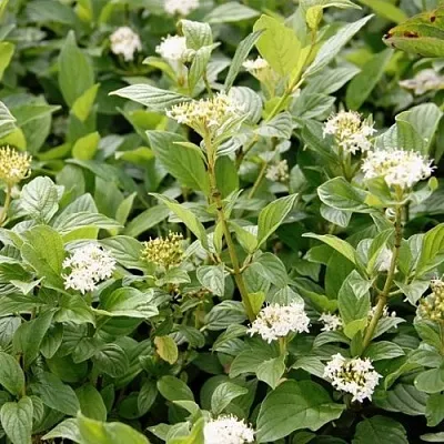 Дерен ФЛАВИРАМЕА отпрысковый  в Сочи