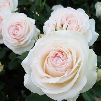 Саженцы роз ПАЛЕ РОЯЛЬ плетистая  Саженцы роз ПАЛЕ РОЯЛЬ плетистая в Сочи