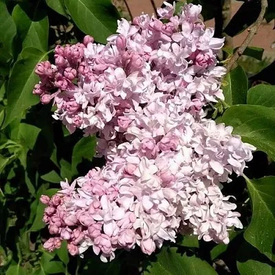 Сирень МИЛОСЕРДИЕ  Сирень МИЛОСЕРДИЕ в Сочи