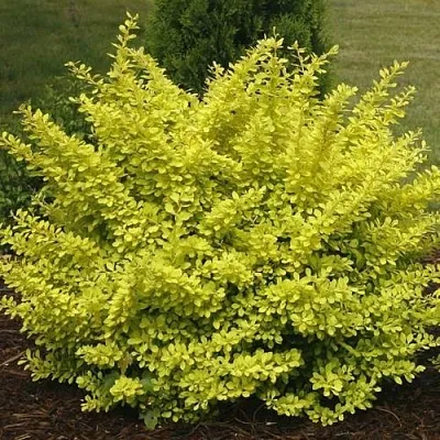 Барбарис АУРЕА тунберга  Барбарис АУРЕА тунберга в Сочи