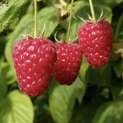 Малина МАПЕМА   Малина МАПЕМА  в Сочи