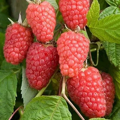 Малина КАСКАД ДЕЛАЙТ  Малина КАСКАД ДЕЛАЙТ в Сочи