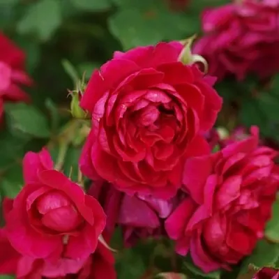 Саженцы роз КВАДРА плетистая  Саженцы роз КВАДРА плетистая в Сочи