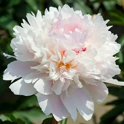 Пион АЛЕРТИ травянистый  Пион АЛЕРТИ травянистый в Сочи