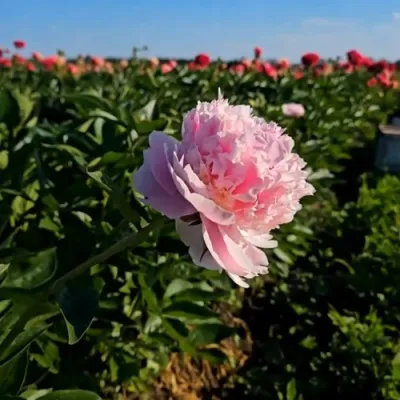 Пион ИМПЕРАТОРСКАЯ НАЛОЖНИЦА древовидный в Сочи