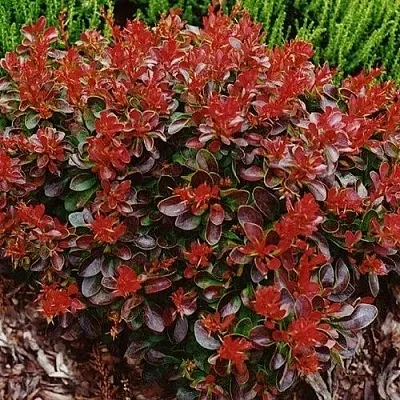 Барбарис КАРМЕН тунберга  Барбарис КАРМЕН тунберга в Сочи