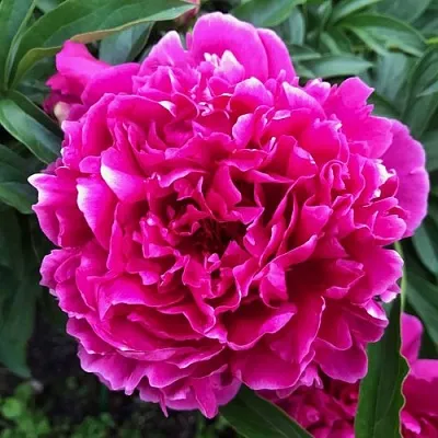 Пион КАРЛ РОЗЕНФЕЛЬД травянистый  Пион КАРЛ РОЗЕНФЕЛЬД травянистый в Сочи