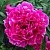 Пион КАРЛ РОЗЕНФЕЛЬД травянистый в Сочи