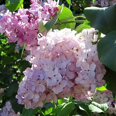 Сирень ГОРТЕНЗИЯ  Сирень ГОРТЕНЗИЯ в Сочи