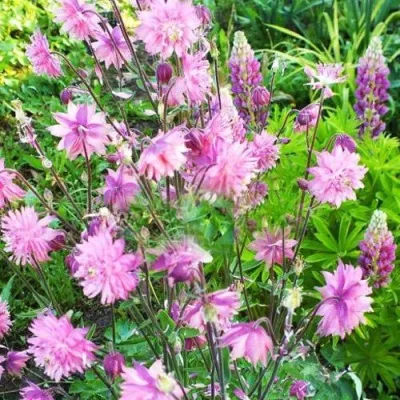 Аквилегия БАРЛОУ ПИНК гибрид МакКаны — описание сорта Аквилегия БАРЛОУ ПИНК гибрид МакКаны в Сочи