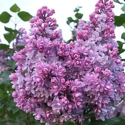 Сирень КОЛХОЗНИЦА  Сирень КОЛХОЗНИЦА в Сочи