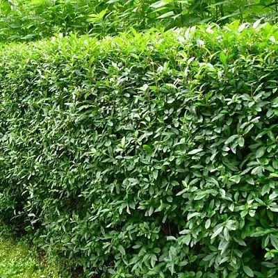 Бирючина обыкновенная в Сочи