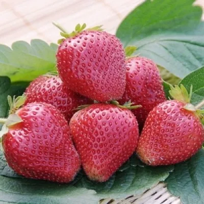 Клубника ВИМА КСИМА в Сочи