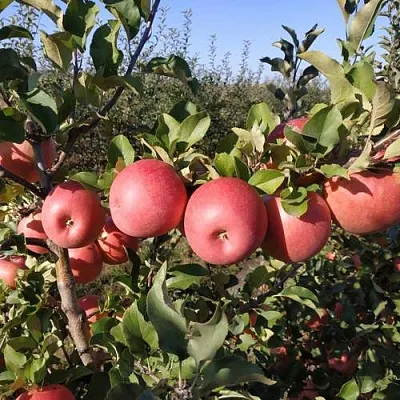 Яблоня ЧЕМПИОН РЕНО  Яблоня ЧЕМПИОН РЕНО в Сочи