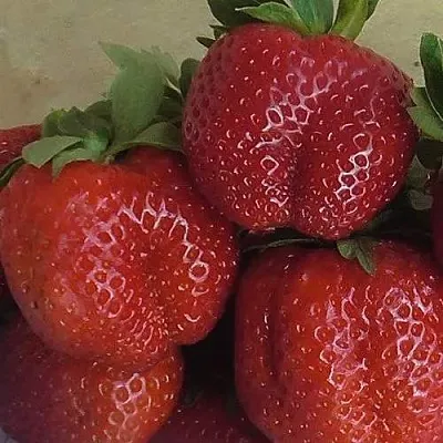 Клубника ДЕСТЕНИ в Сочи